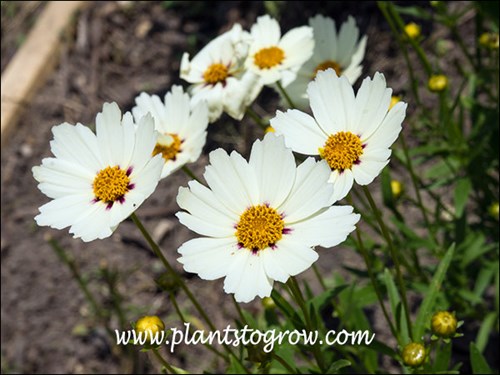 Nice sturdy plants in the garden.